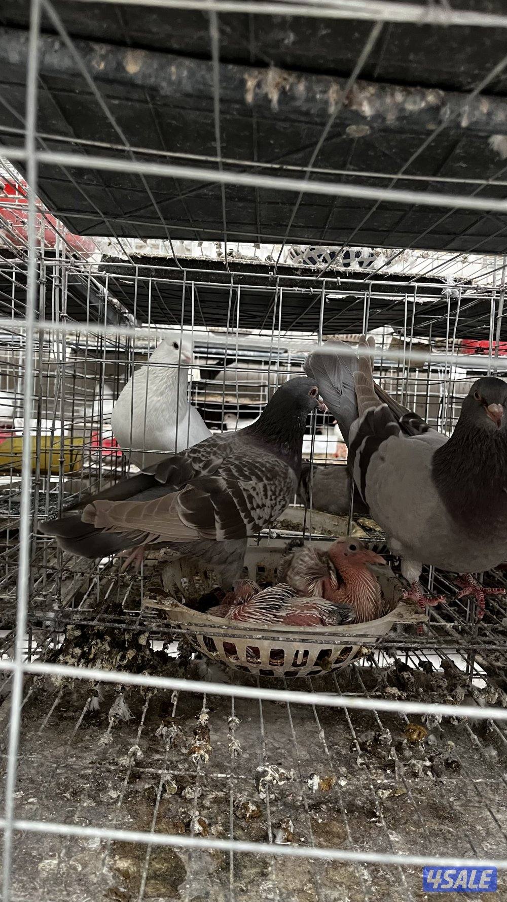 للبيع أزواج حمام لاحم فرنسي ابيض وسلفر داخل الخانات العمر سنه ونص8