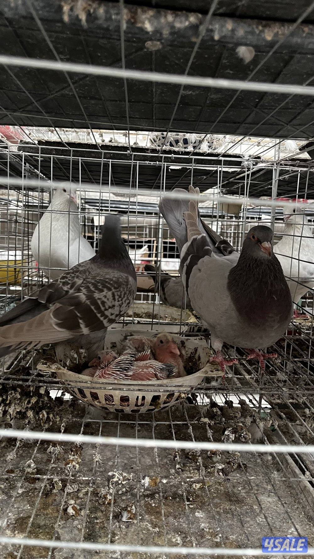 للبيع أزواج حمام لاحم فرنسي ابيض وسلفر داخل الخانات العمر سنه ونص9