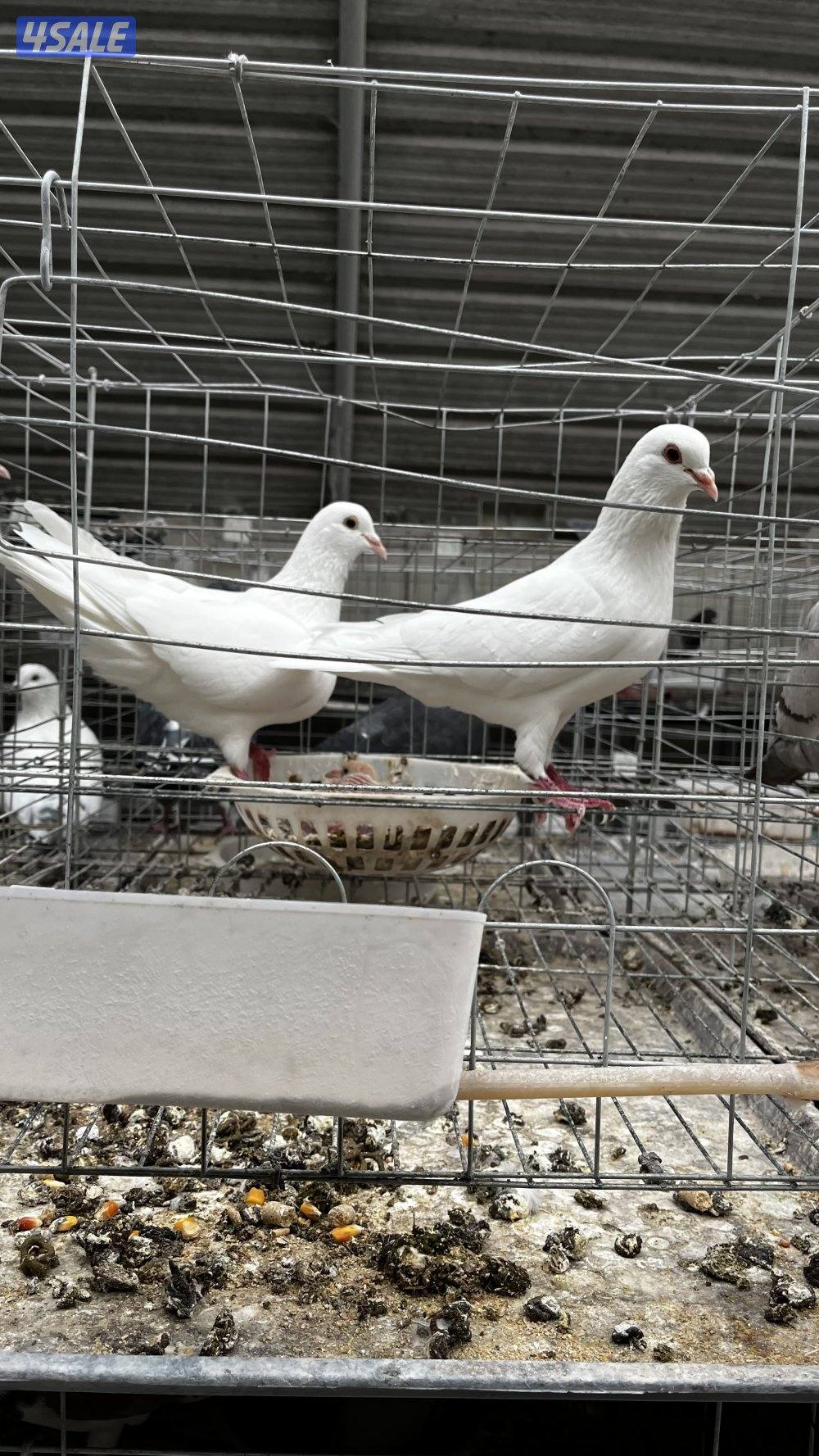 للبيع أزواج حمام لاحم فرنسي ابيض وسلفر داخل الخانات العمر سنه ونص10