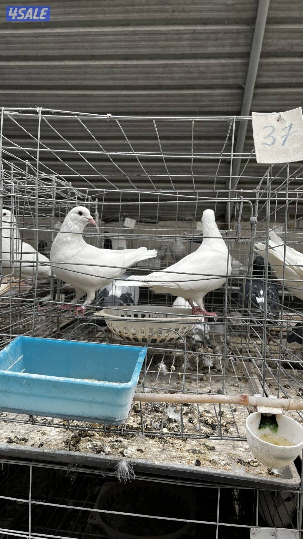 للبيع أزواج حمام لاحم فرنسي ابيض وسلفر داخل الخانات العمر سنه ونص11