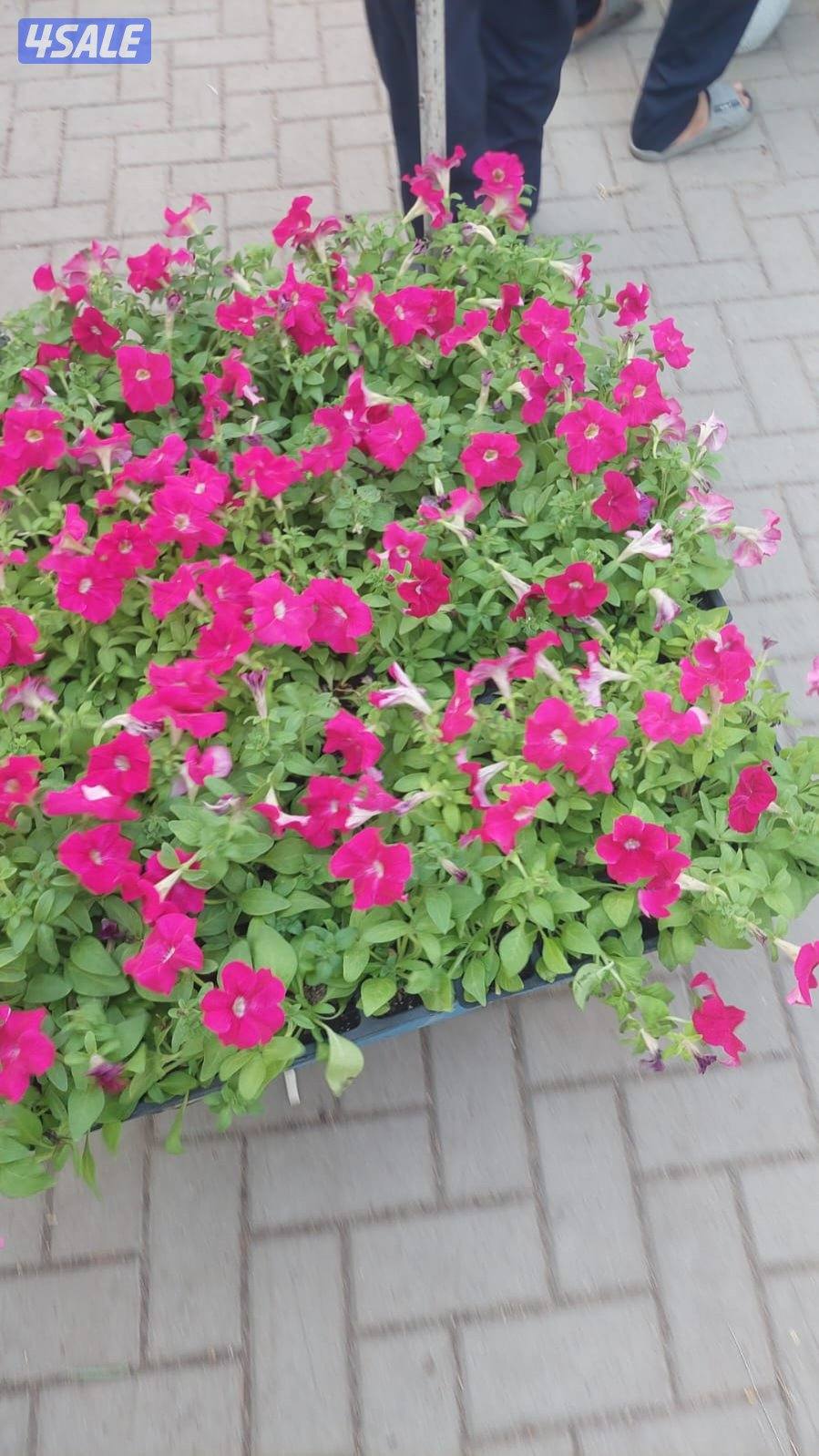 تنسيق حدائق2