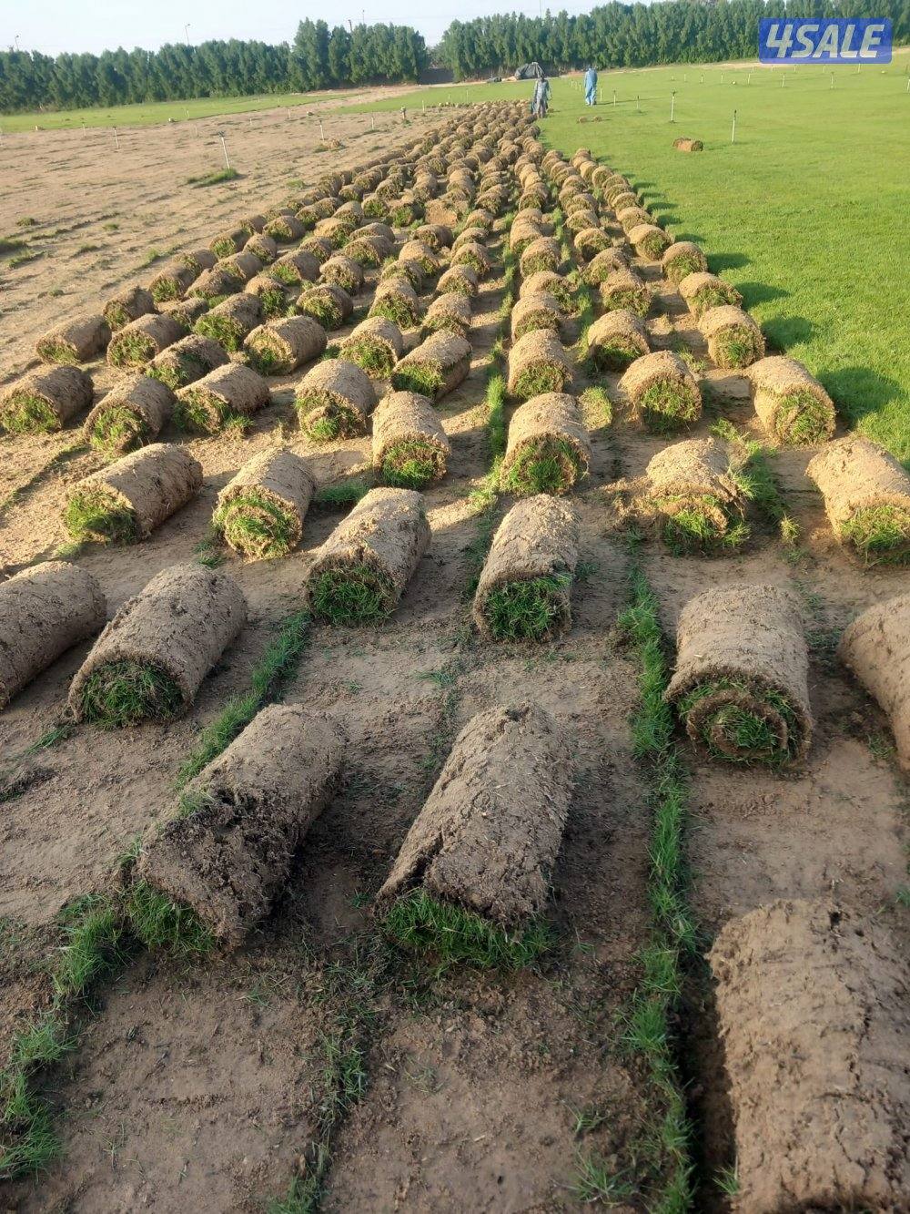 تنسيق حدائق8