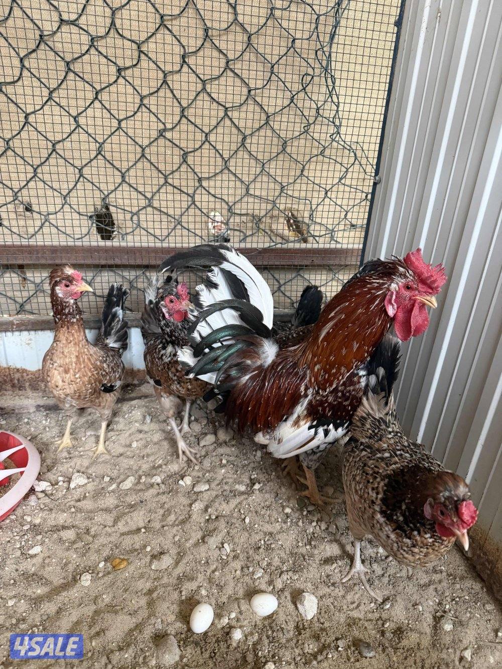 للبيع مجموع عربي قديم و عربي مميز شرط بياضين صحتهم ممتازة0