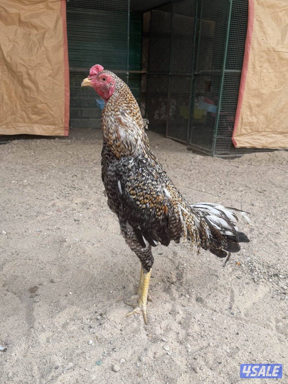 للبيع مجموع عربي قديم و عربي مميز شرط بياضين صحتهم ممتازة1