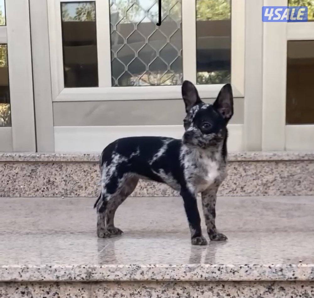 للبيع جيواوا0