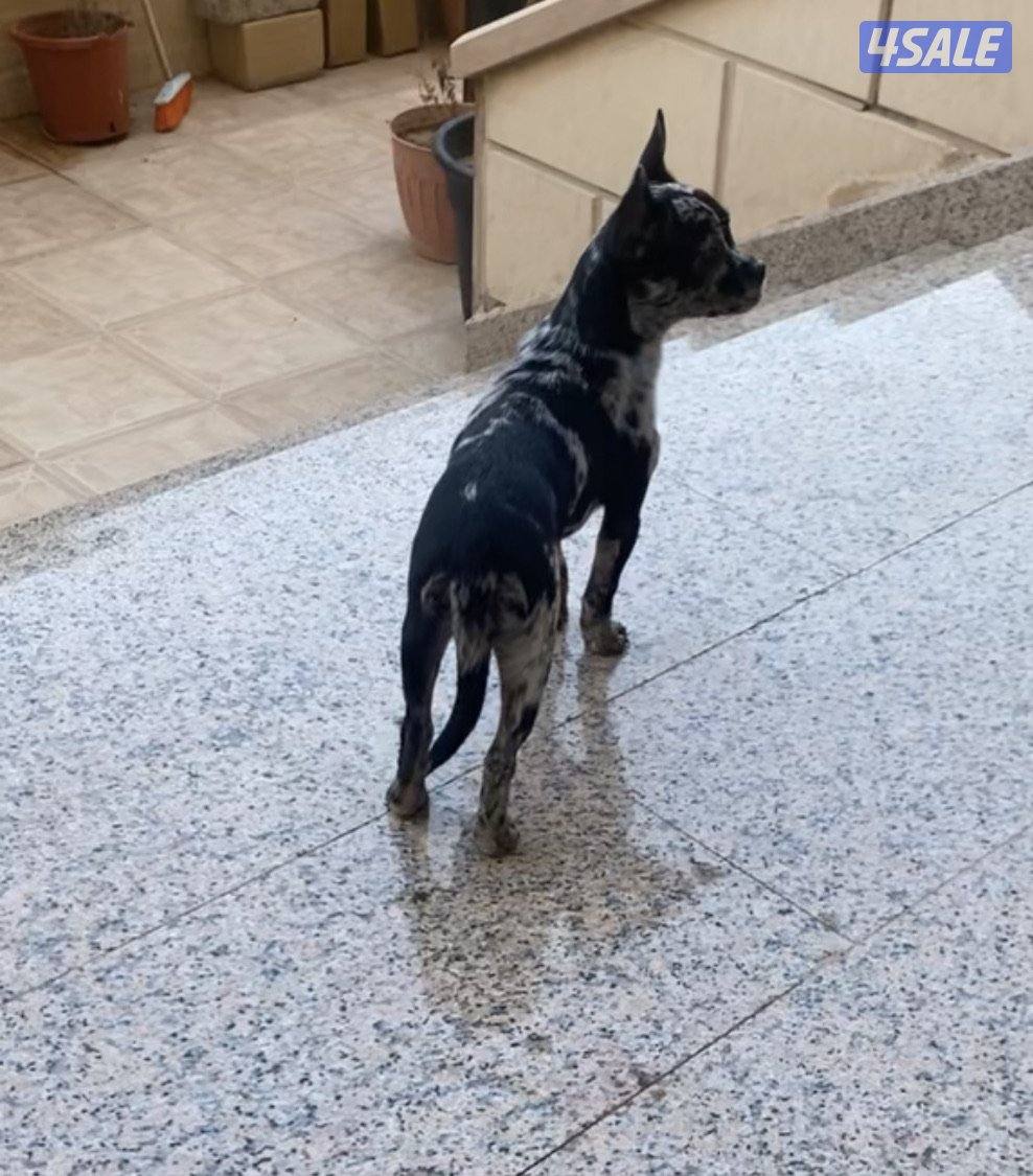 للبيع جيواوا1