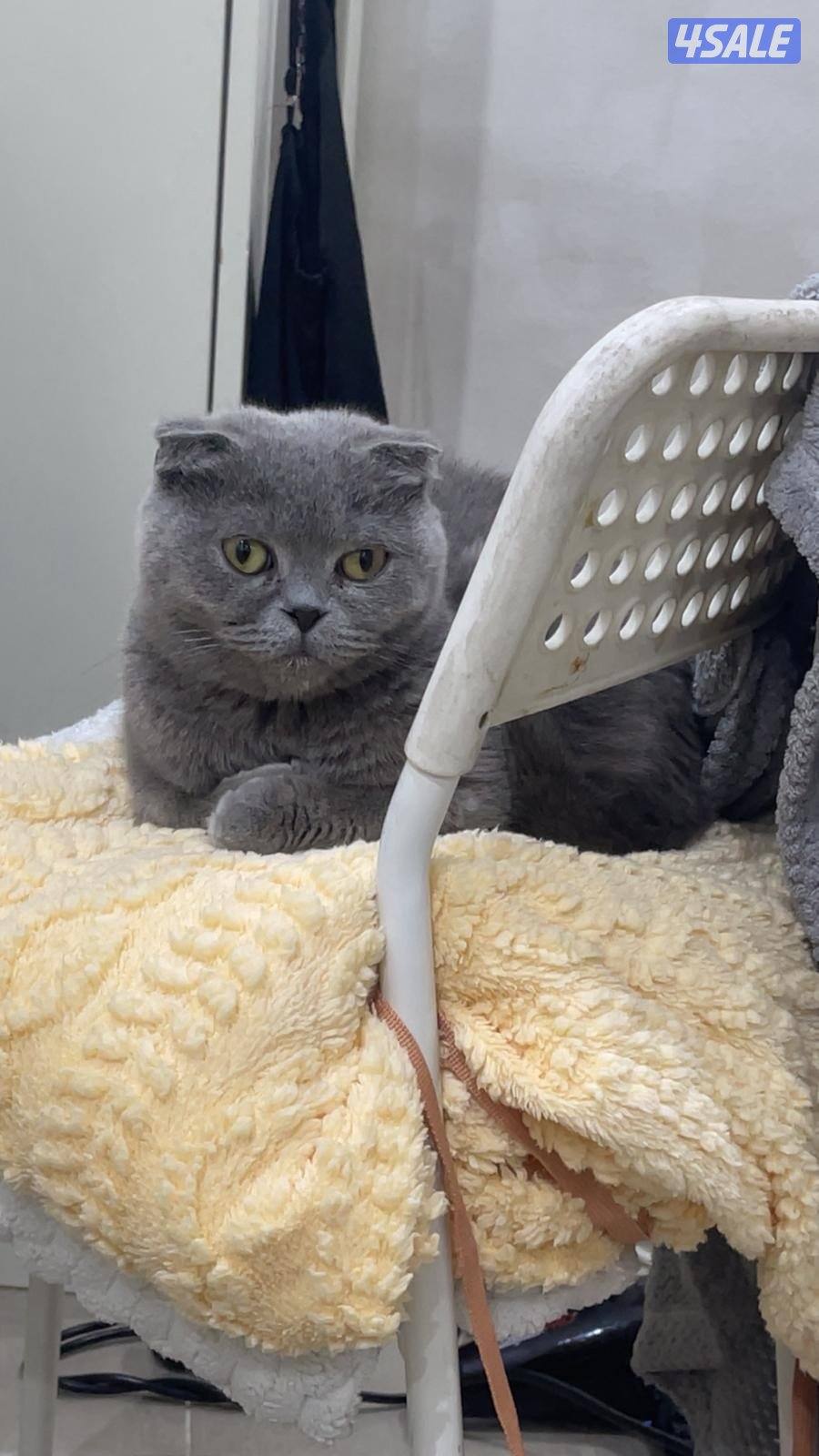 قطط للبيع مستعجل0