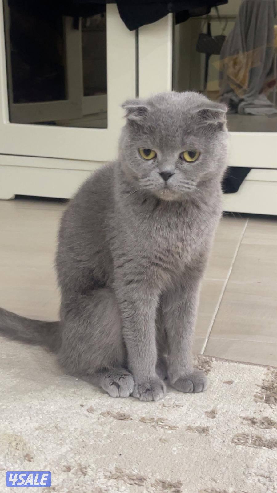 قطط للبيع مستعجل1