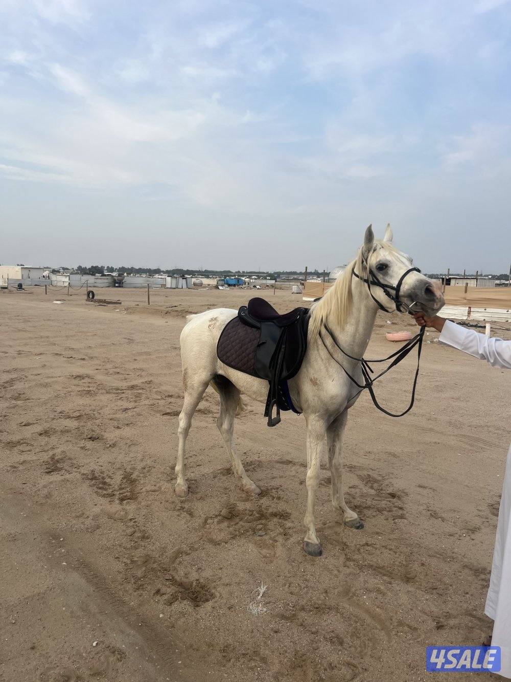 خيل بلادي0