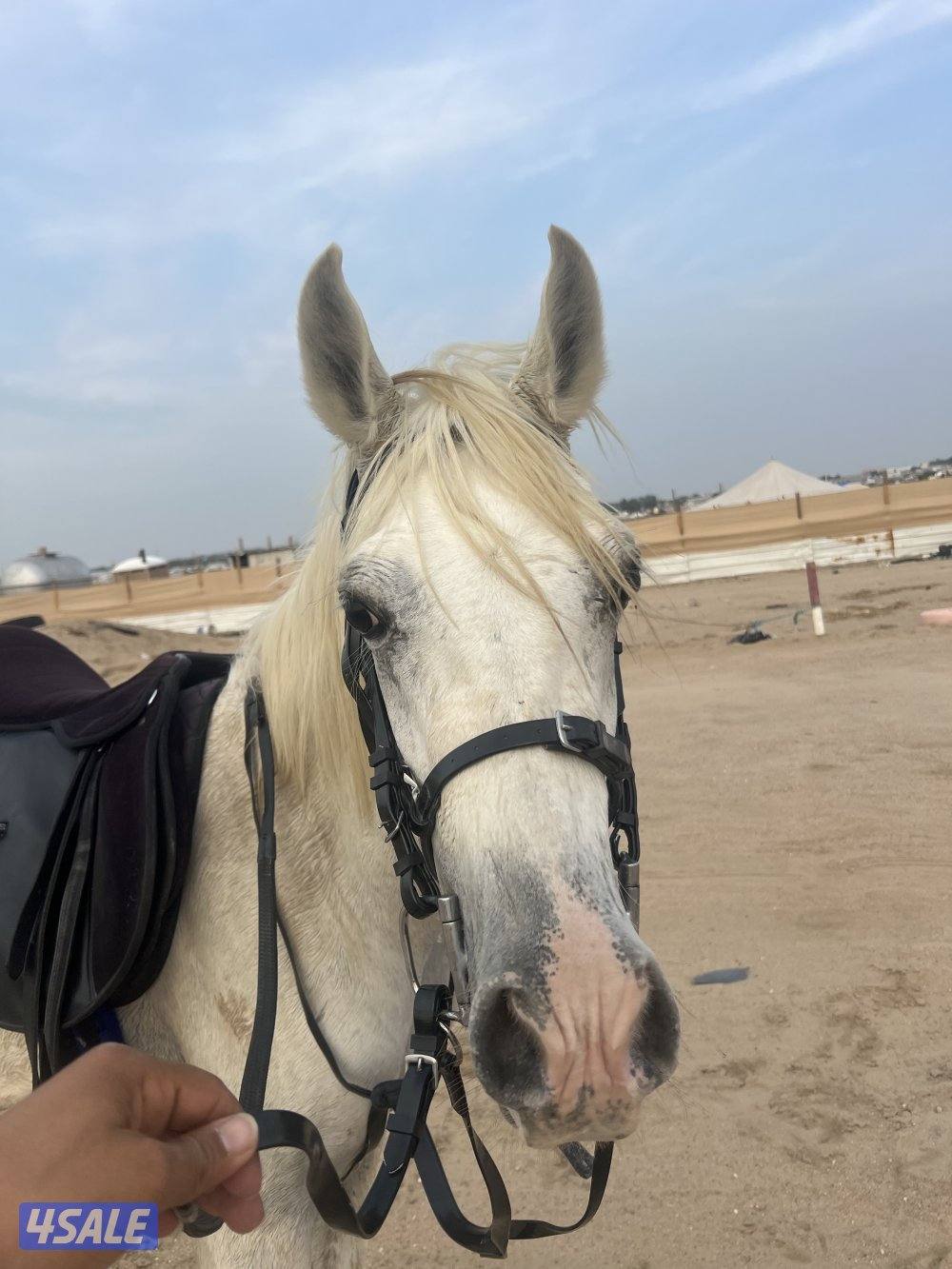 خيل بلادي2