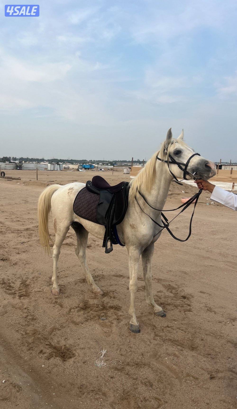 خيل بلادي3