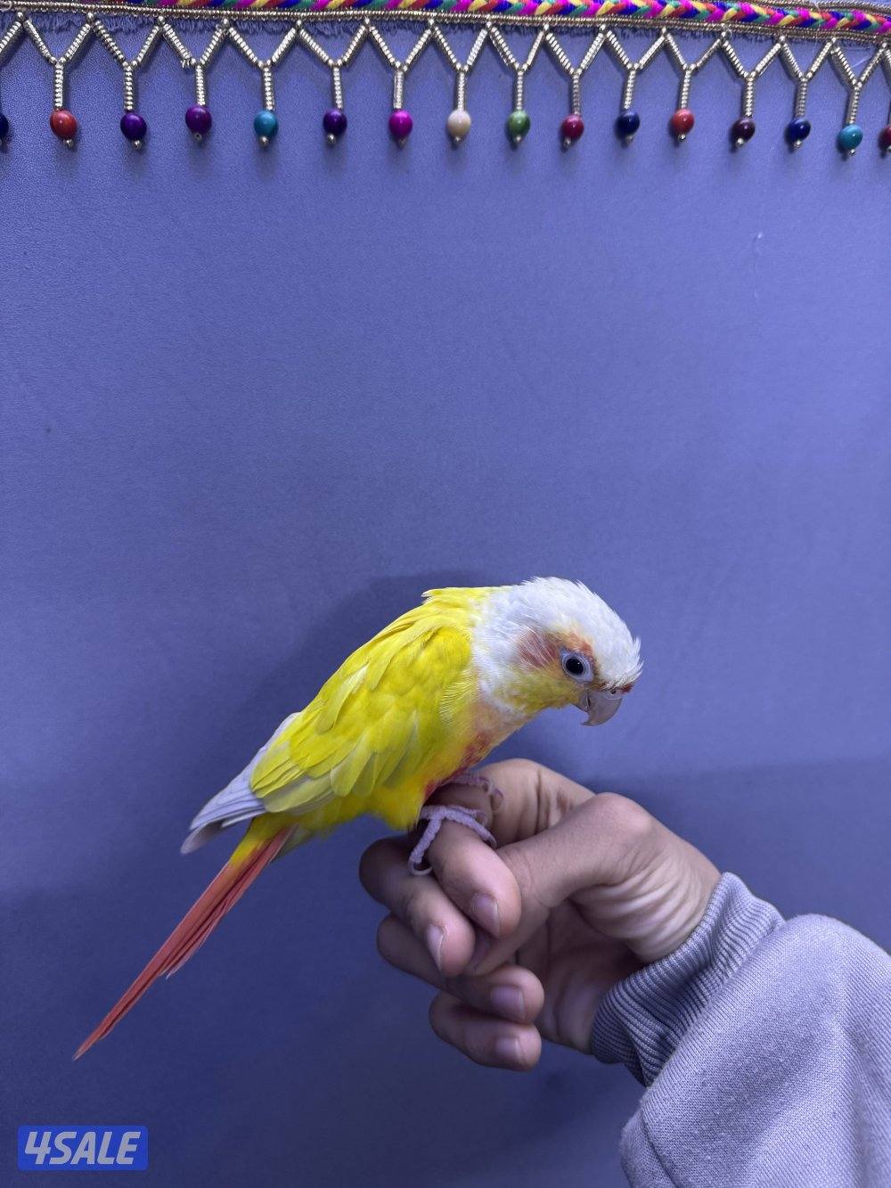 للبيع كنيور0