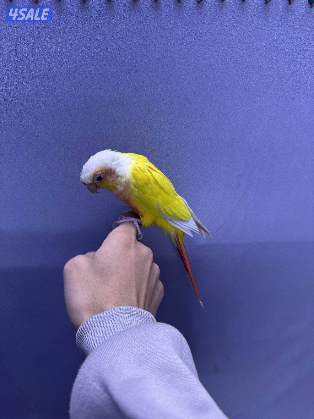 للبيع كنيور1