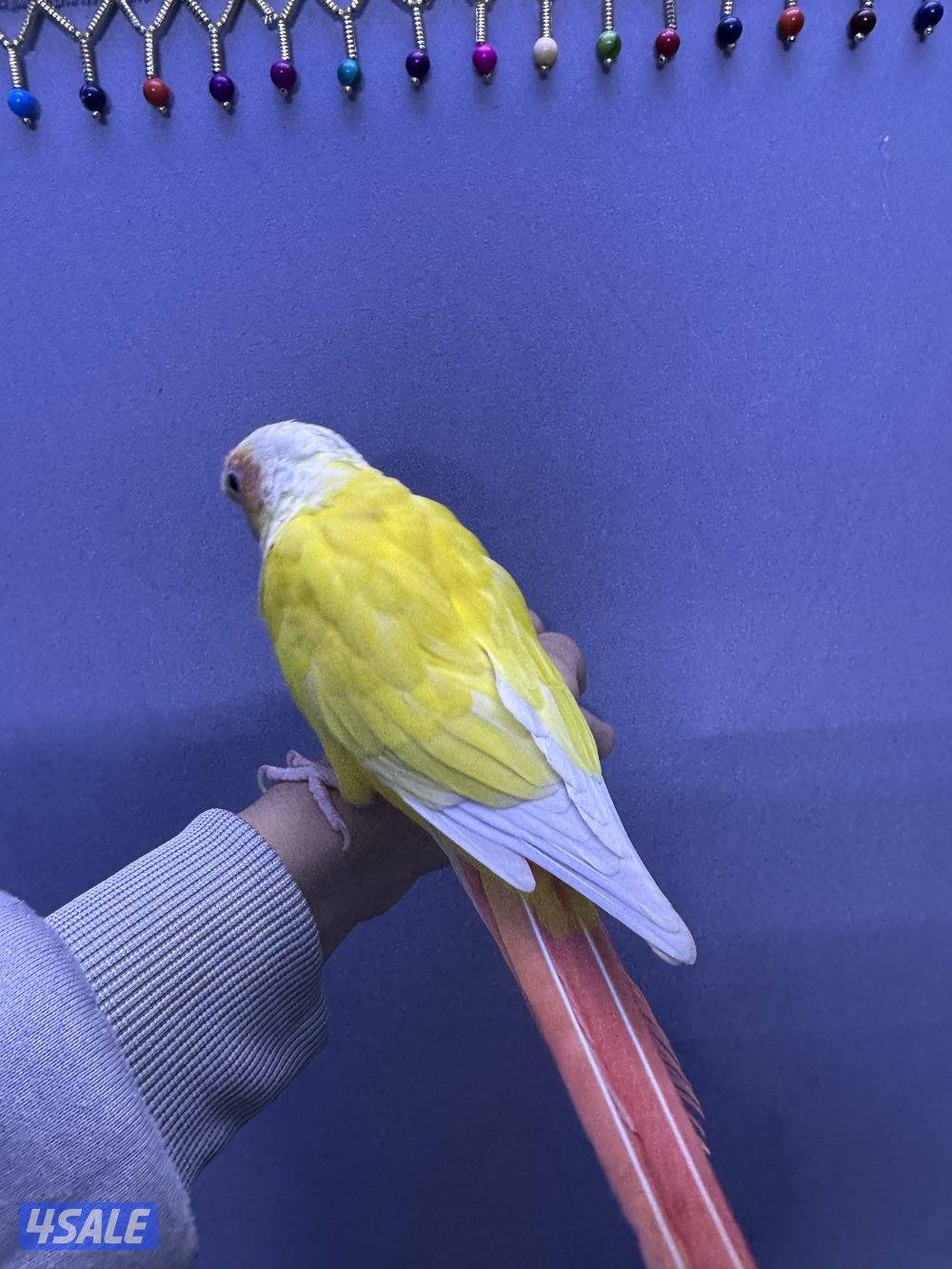 للبيع كنيور2