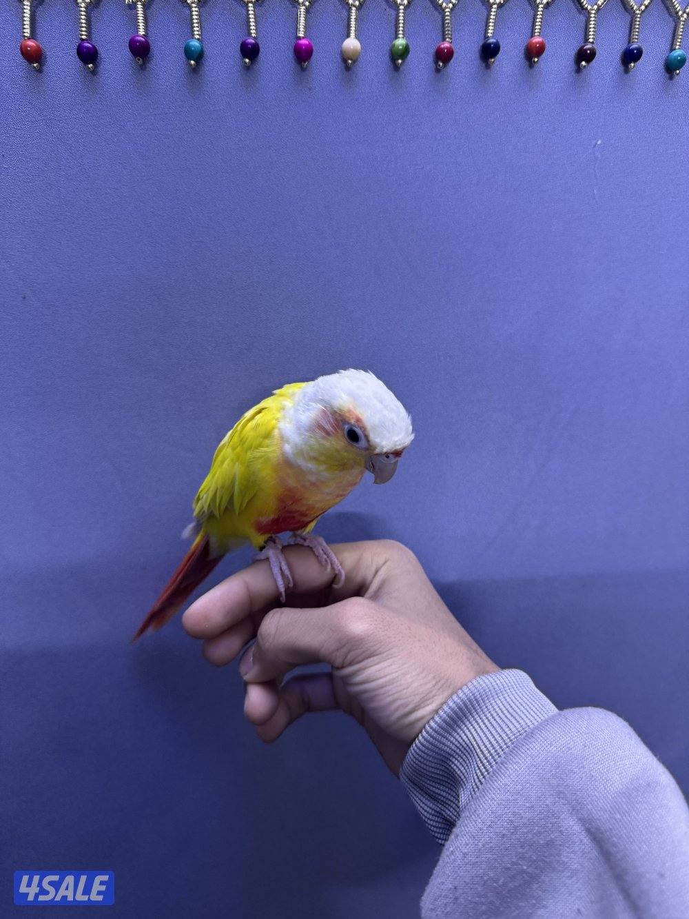 للبيع كنيور3