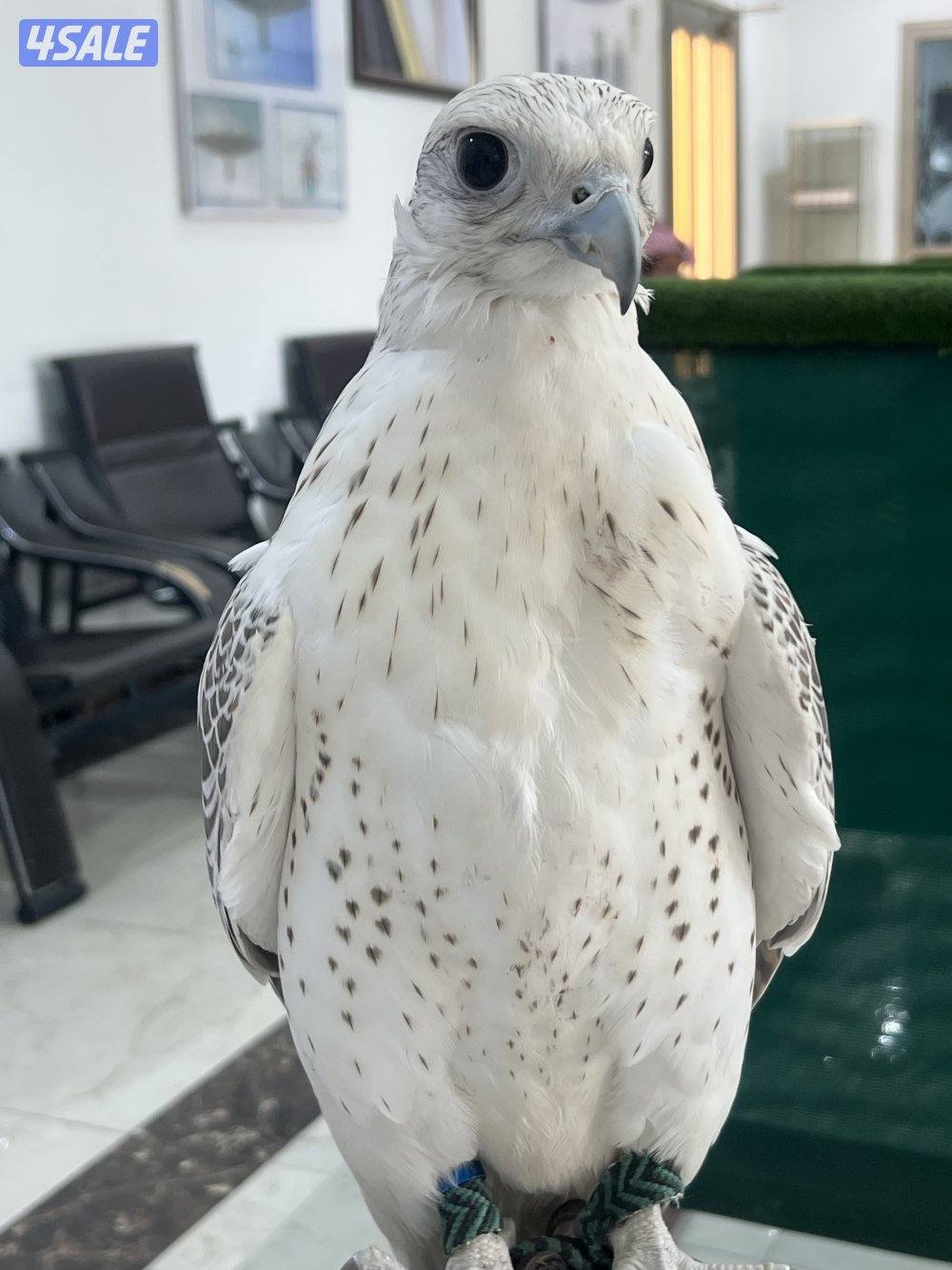 مطلوب حرار0