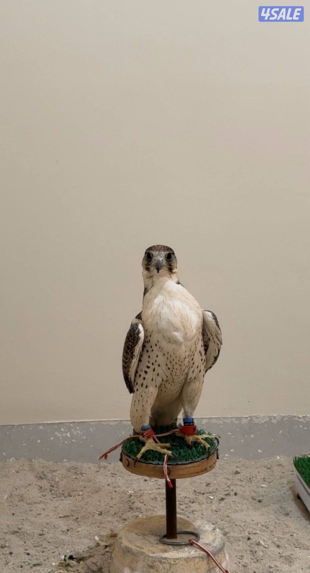 بريرا كل شي بالاعلان0