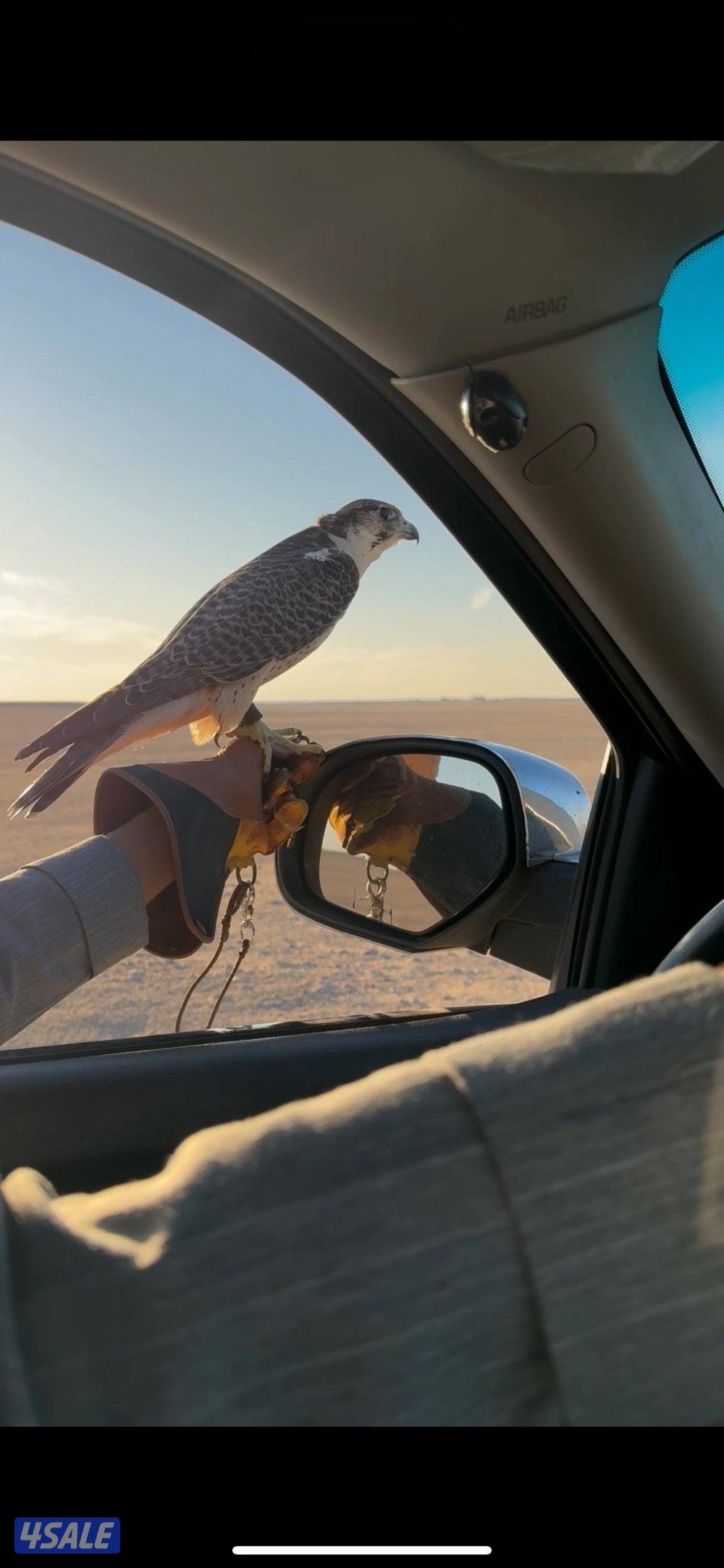 بريرا كل شي بالاعلان1