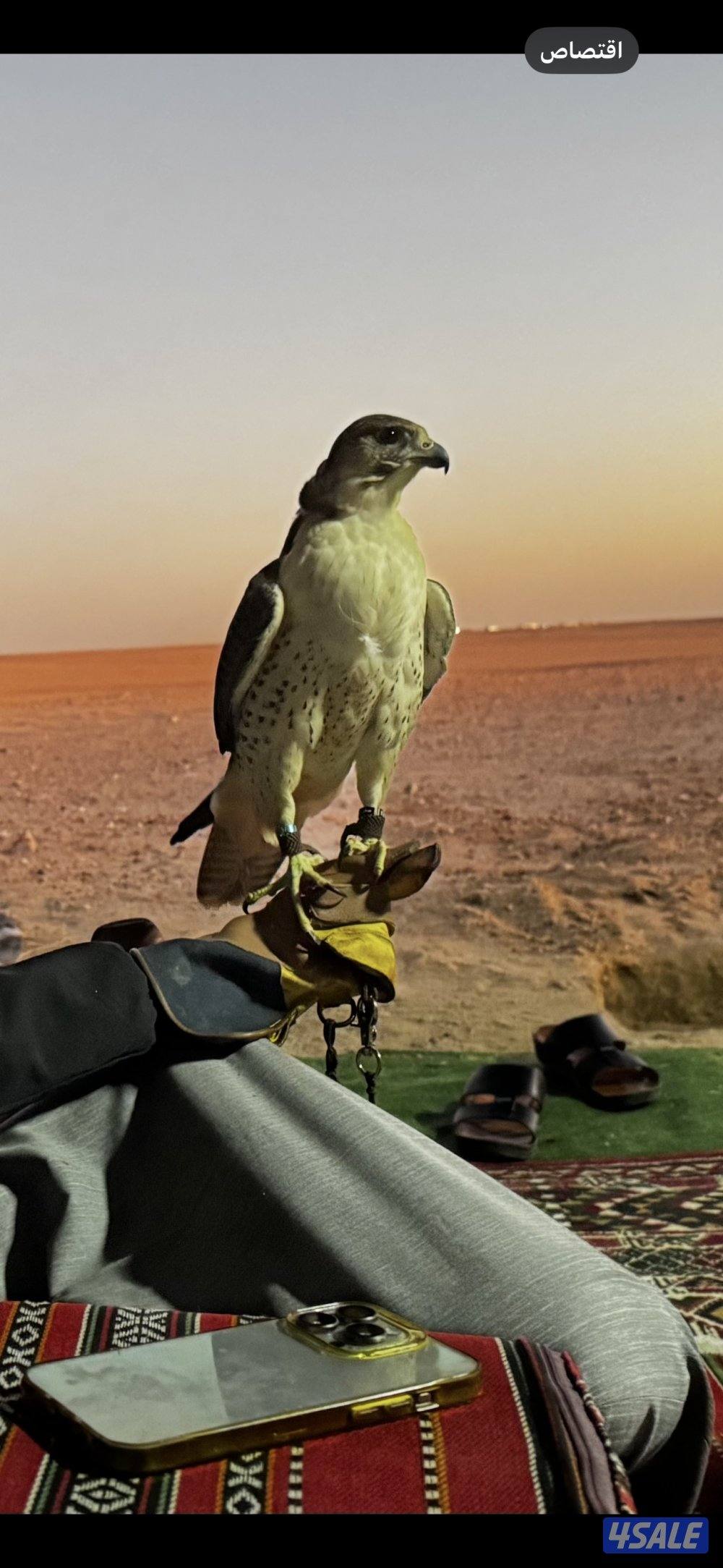 بريرا كل شي بالاعلان2