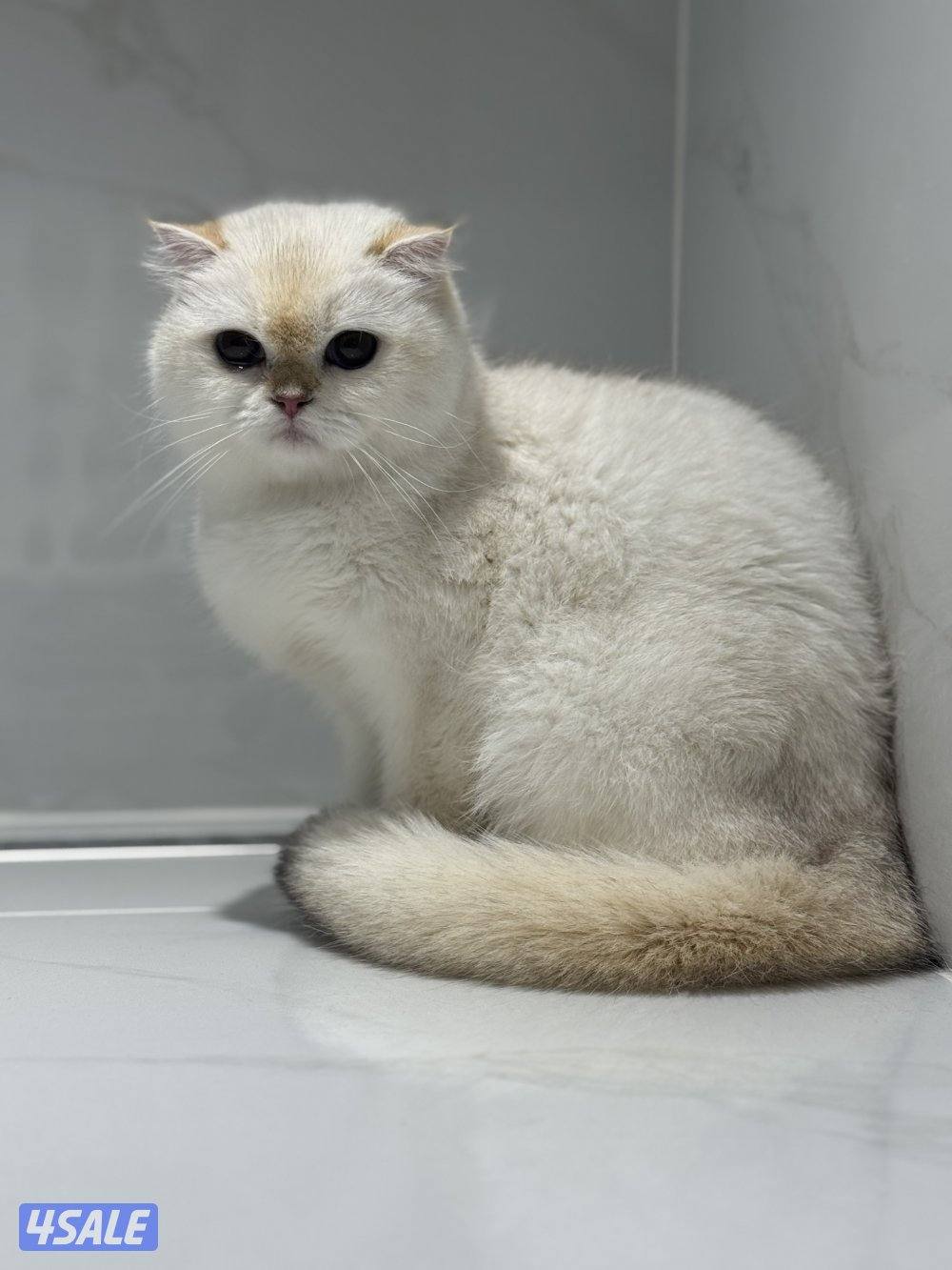 سكوتش سنقل فولد0