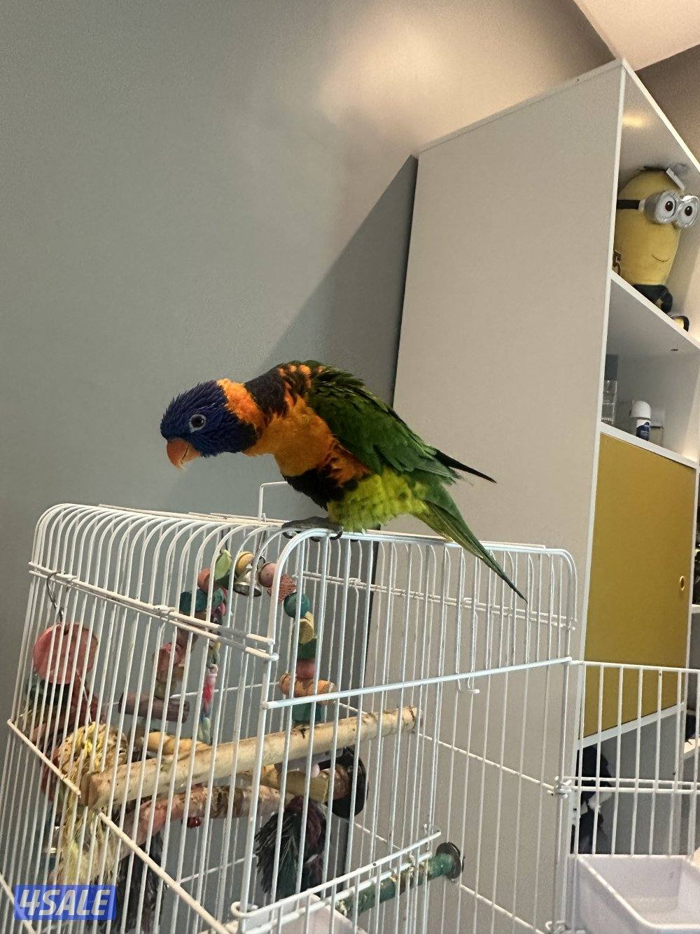 طائر لوري ريمبو2