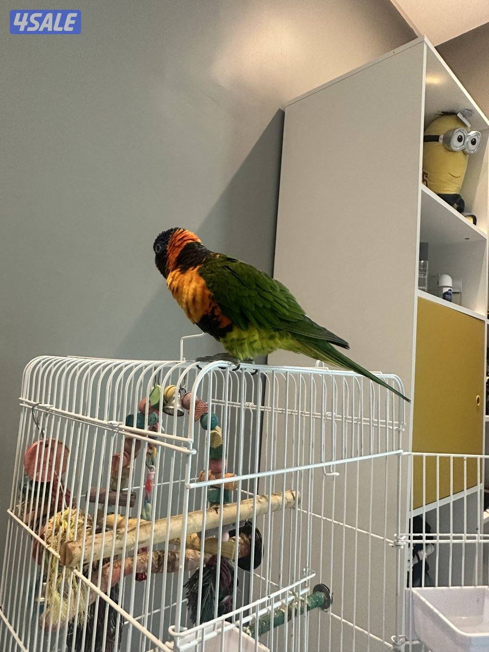 طائر لوري ريمبو4