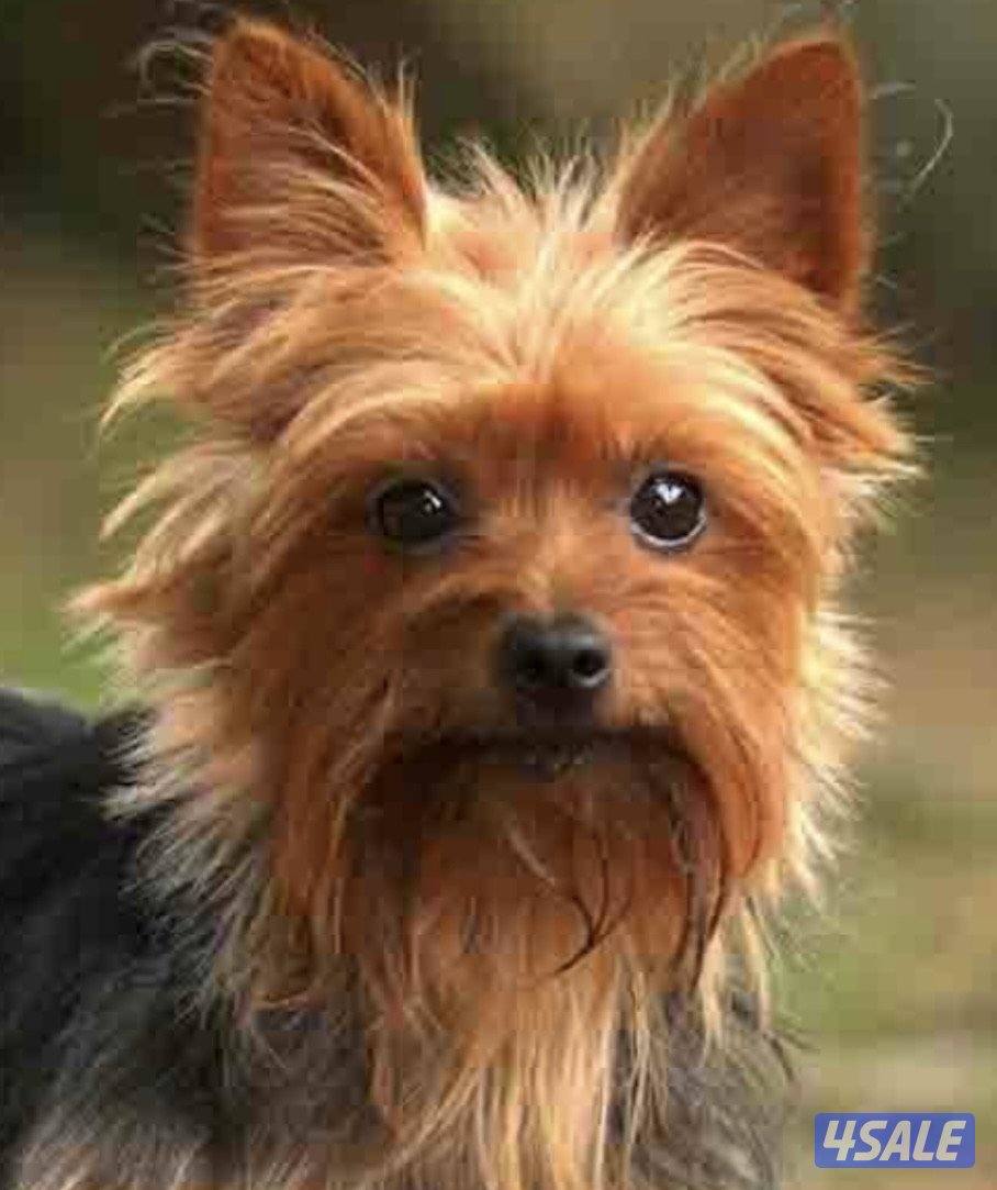 للبيع يورك شاير تيريير للتواصل مسج0