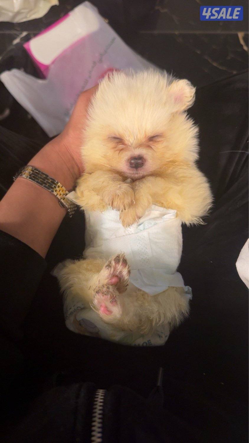 كلب جابانيز1