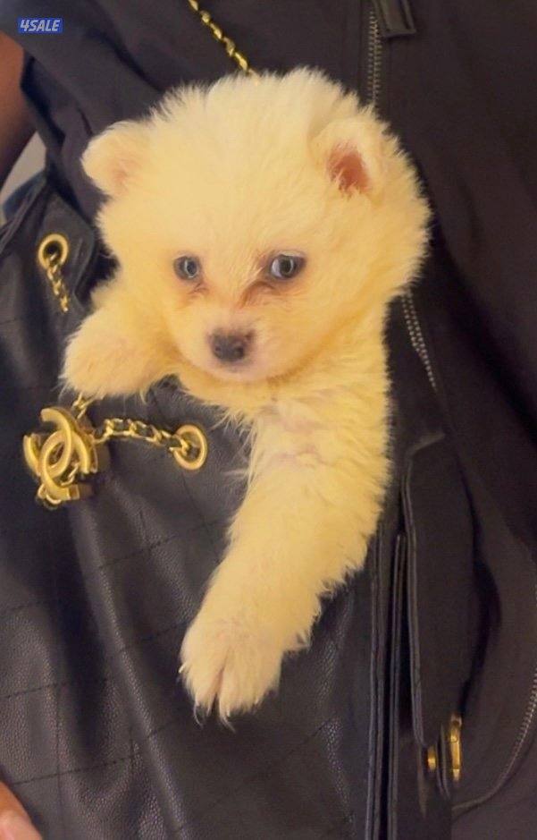 كلب جابانيز0