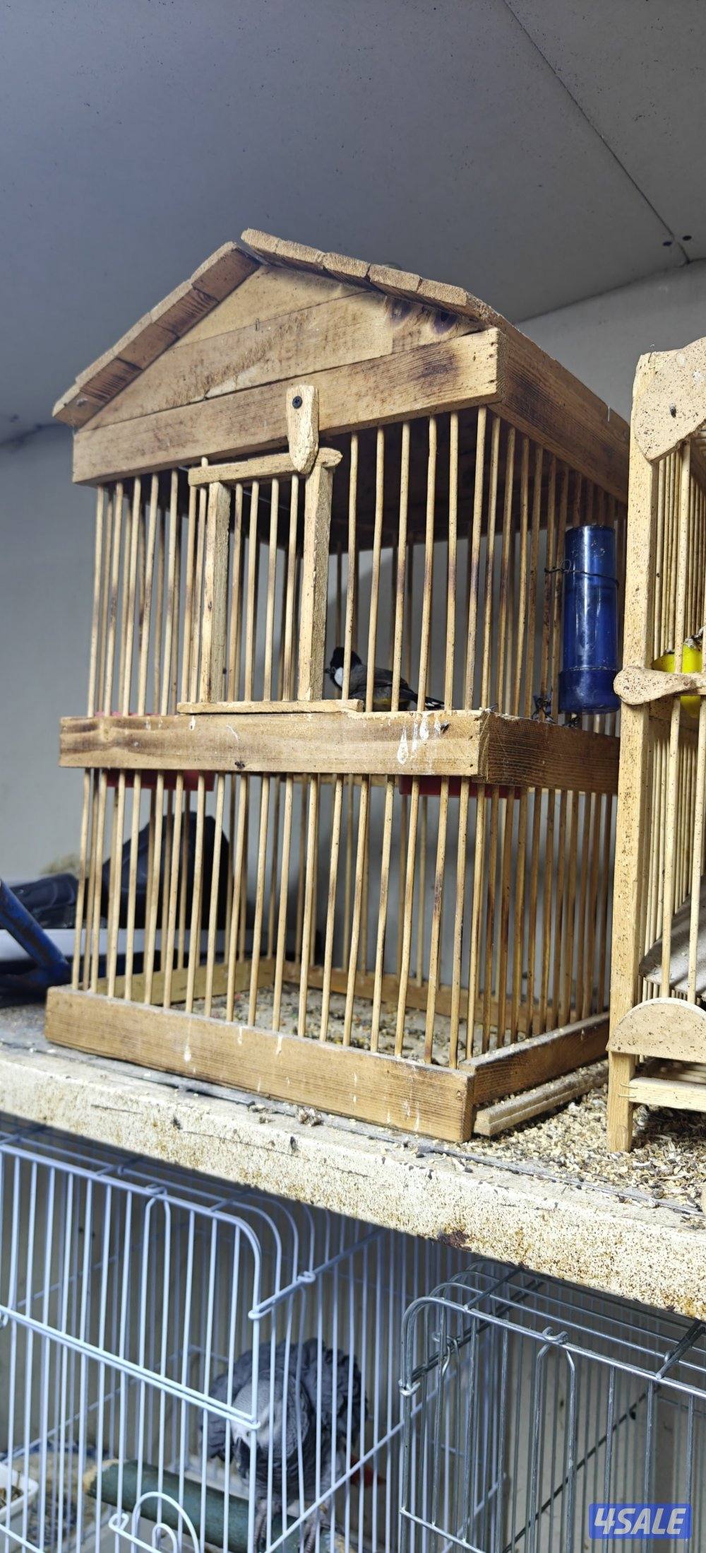 للبيع بلبل تغريد نار1