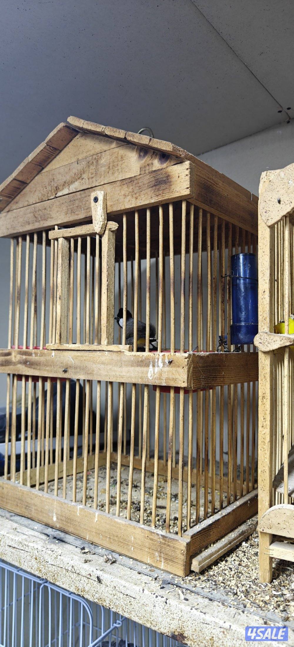 للبيع بلبل تغريد نار2