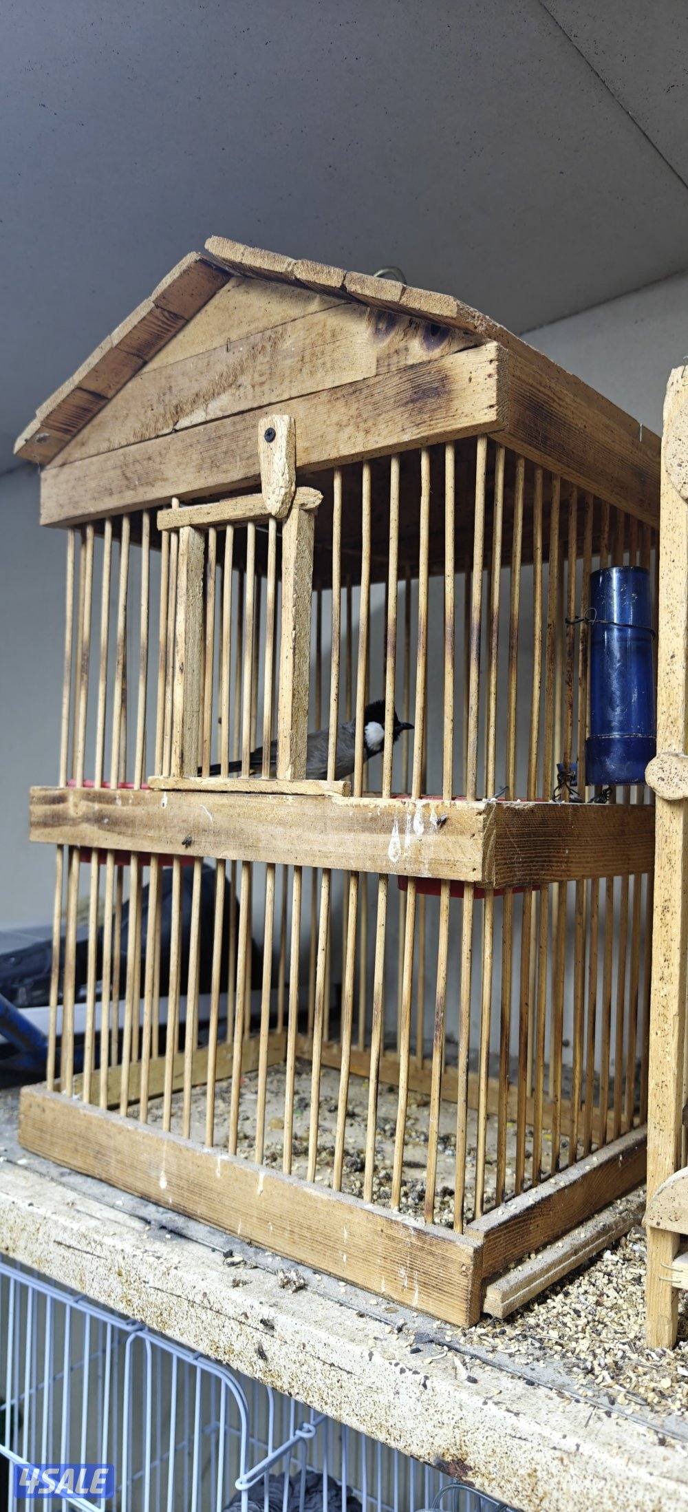 للبيع بلبل تغريد نار3