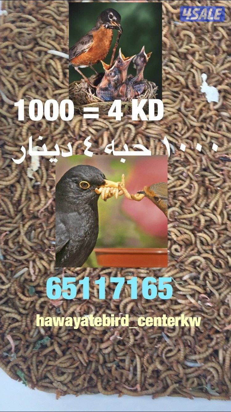 دود حي ، قبابي، عتل0