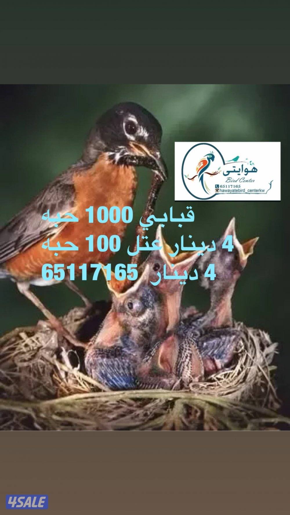 دود حي ، قبابي، عتل1