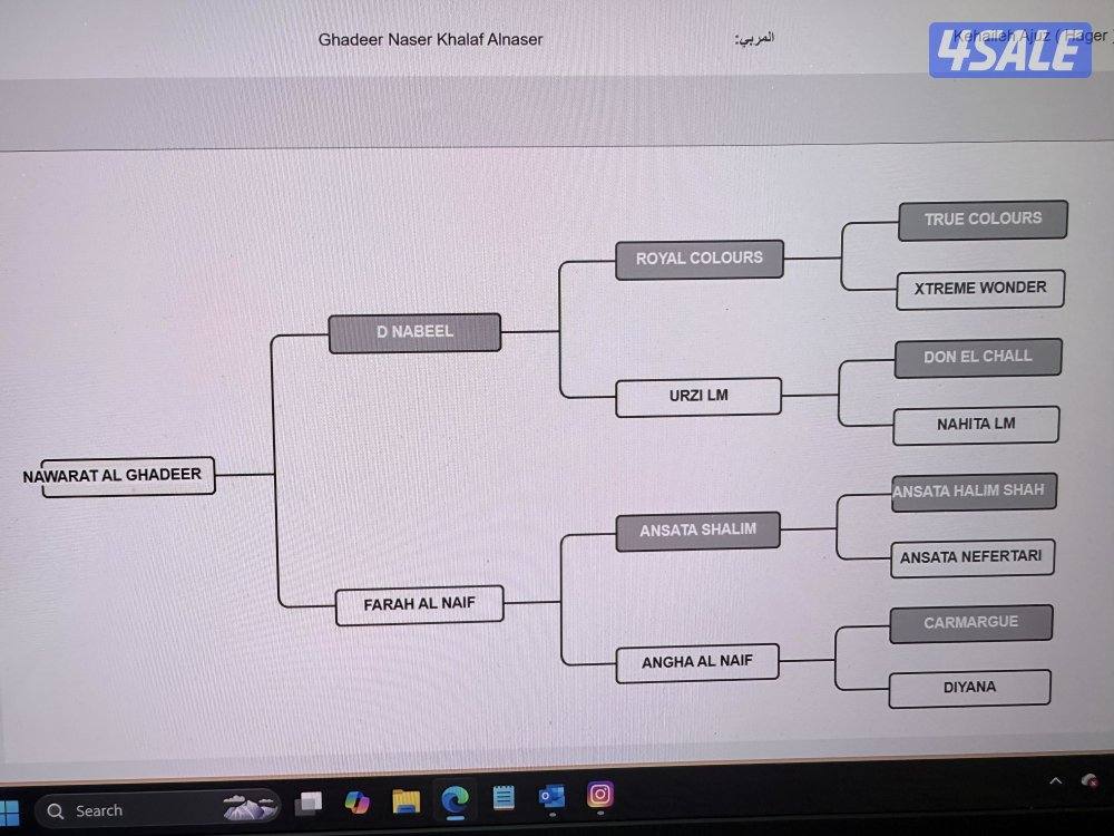 للبيع مجموعة خيل عربيه واهو1