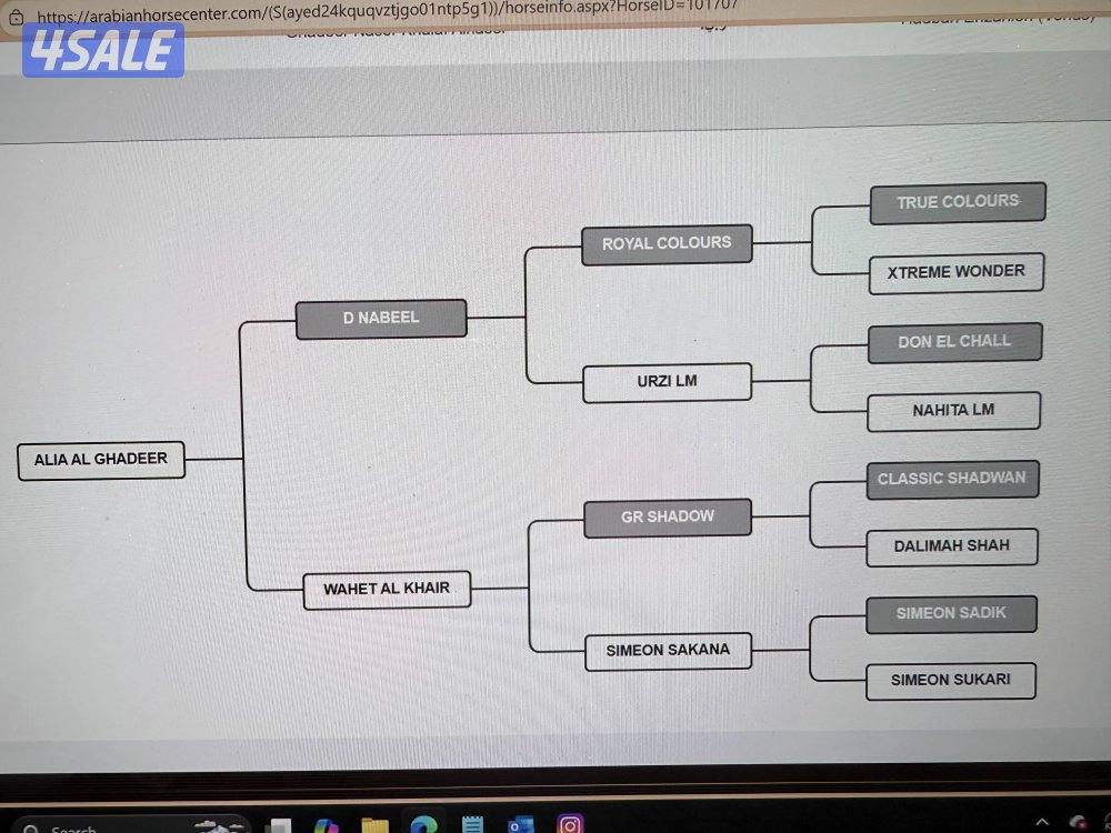 للبيع مجموعة خيل عربيه واهو2