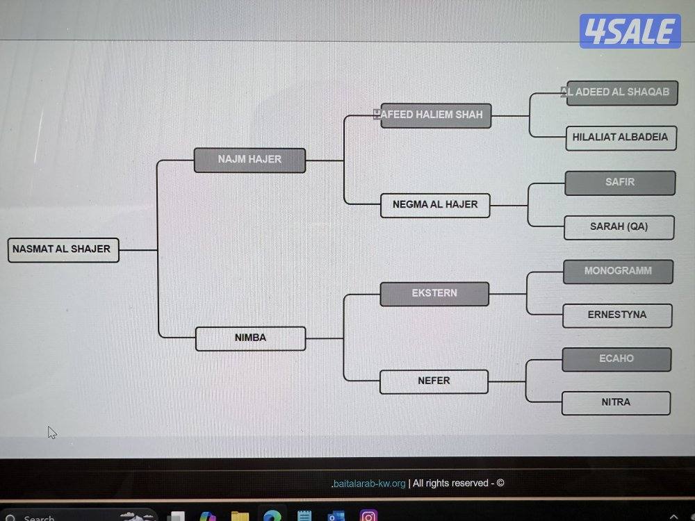 للبيع مجموعة خيل عربيه واهو3