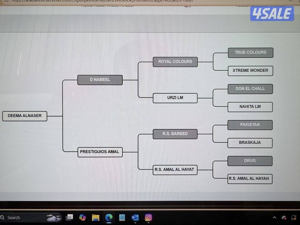 للبيع مجموعة خيل عربيه واهو5
