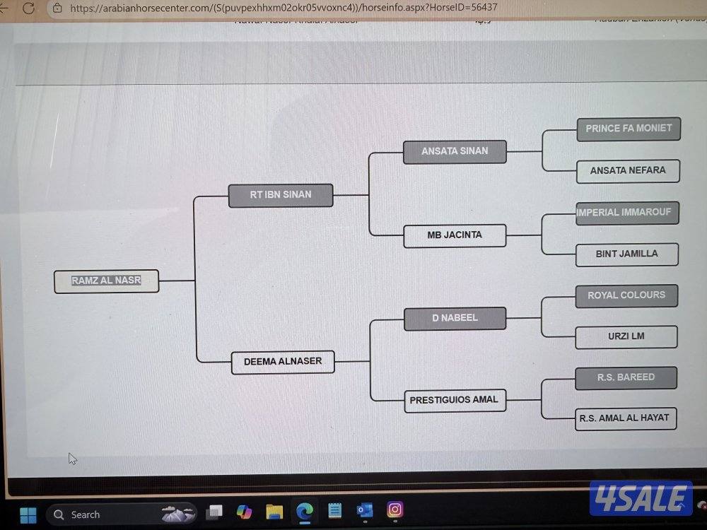 للبيع مجموعة خيل عربيه واهو6