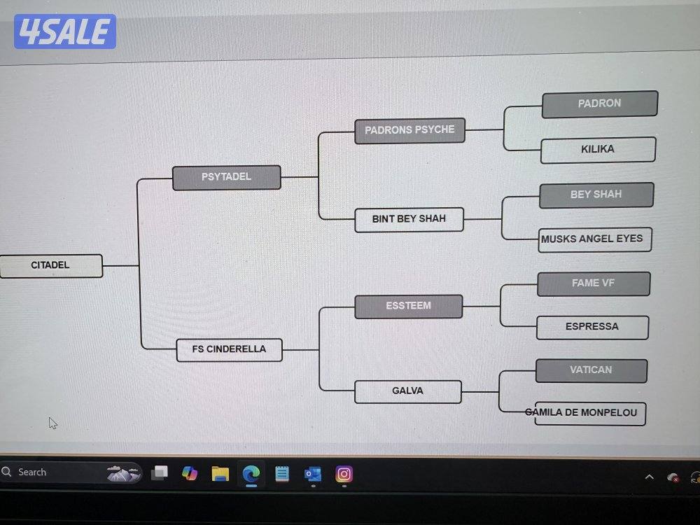 للبيع مجموعة خيل عربيه واهو7