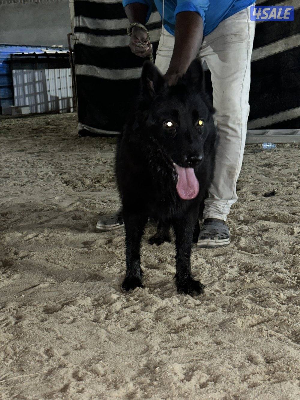 جيرمن شيبرد بلاك جاك لونق هير0