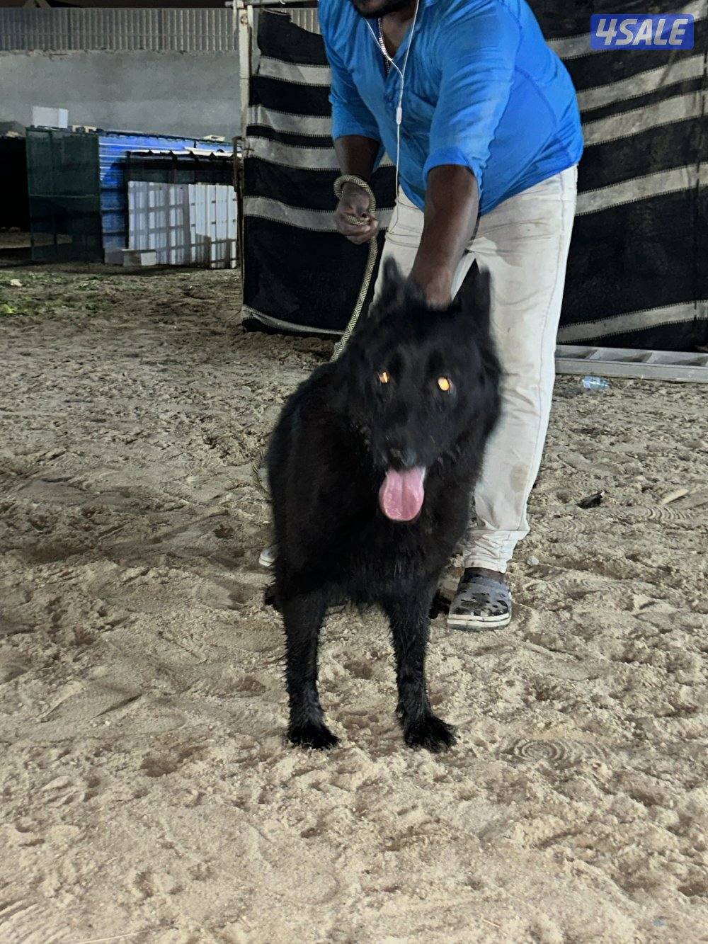 جيرمن شيبرد بلاك جاك لونق هير1