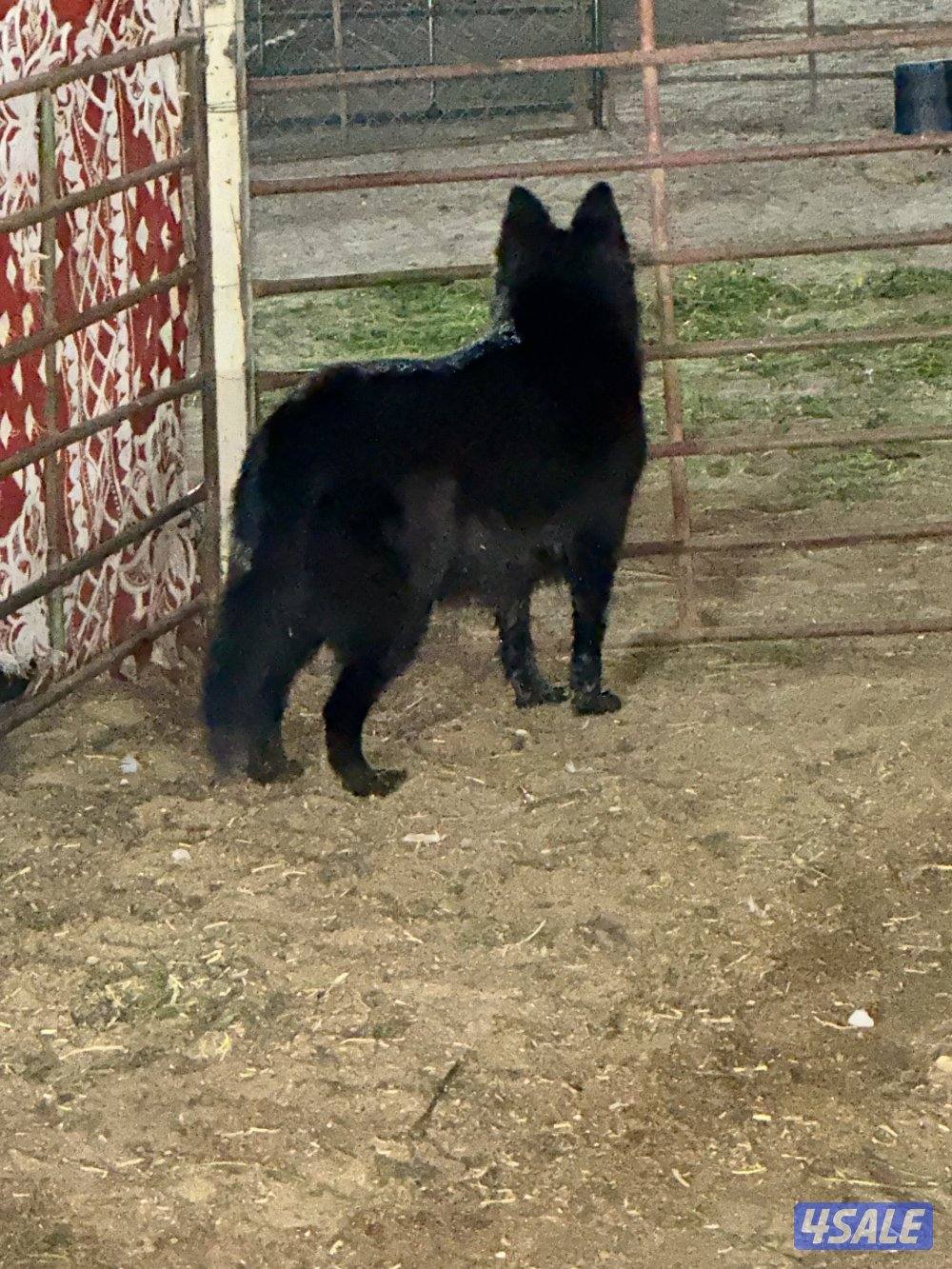 جيرمن شيبرد بلاك جاك لونق هير2