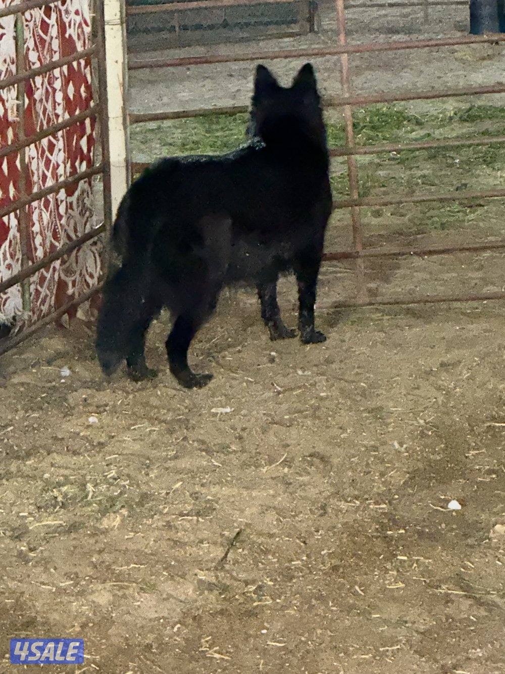 جيرمن شيبرد بلاك جاك لونق هير3