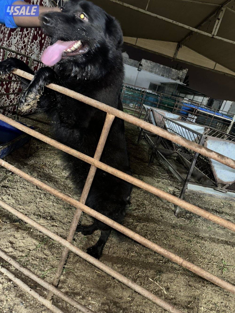 جيرمن شيبرد بلاك جاك لونق هير4