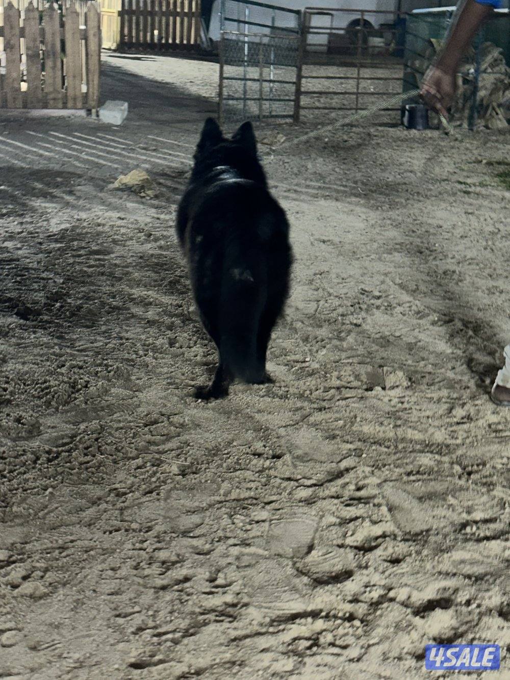 جيرمن شيبرد بلاك جاك لونق هير5