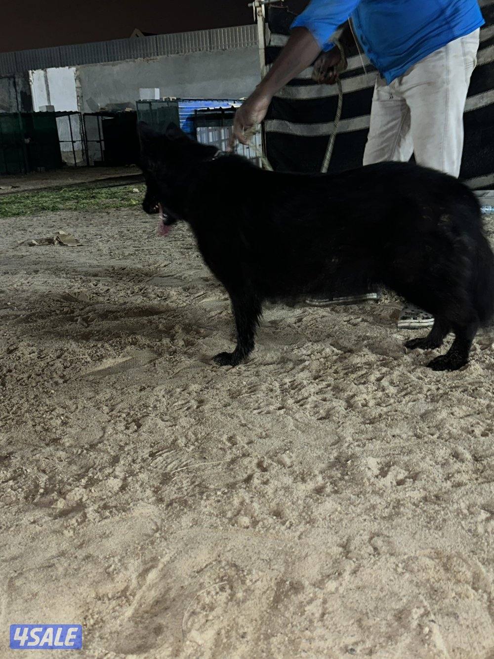 جيرمن شيبرد بلاك جاك لونق هير6