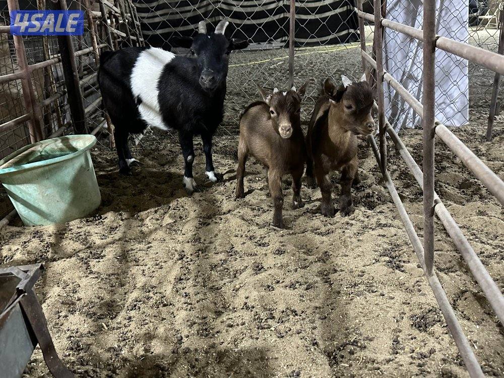 للبيع تشيكيات1