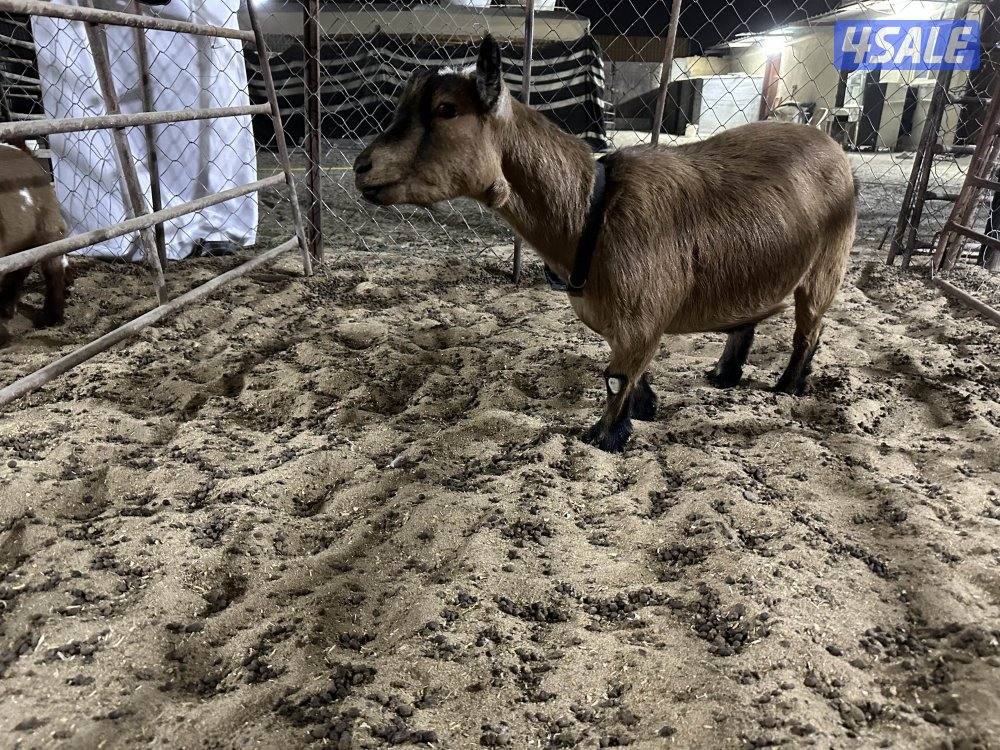 للبيع تشيكيات2