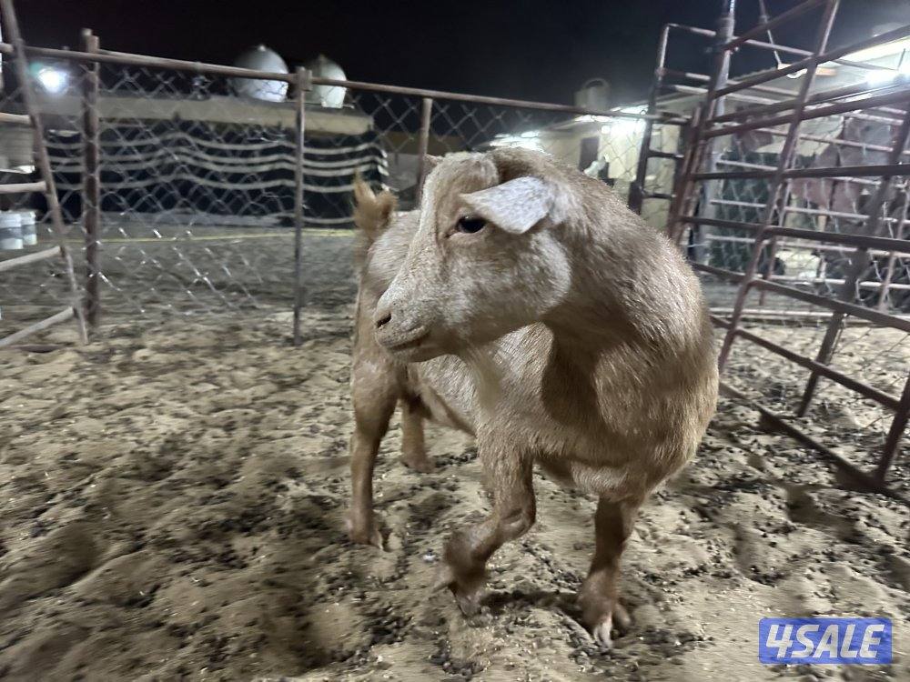 للبيع تشيكيات3